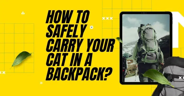 How to Safely Carry Your Cat in a Backpack?